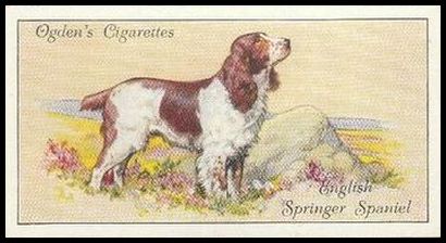 36OD 33 Springer Spaniel.jpg